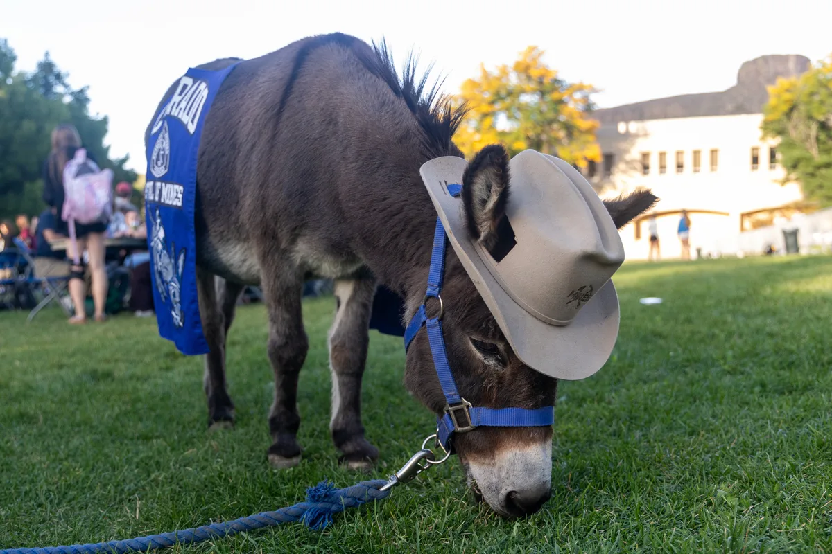 Mines' Mascot Blaster the Burro wears a cowboy hat and munches on grass at a student event