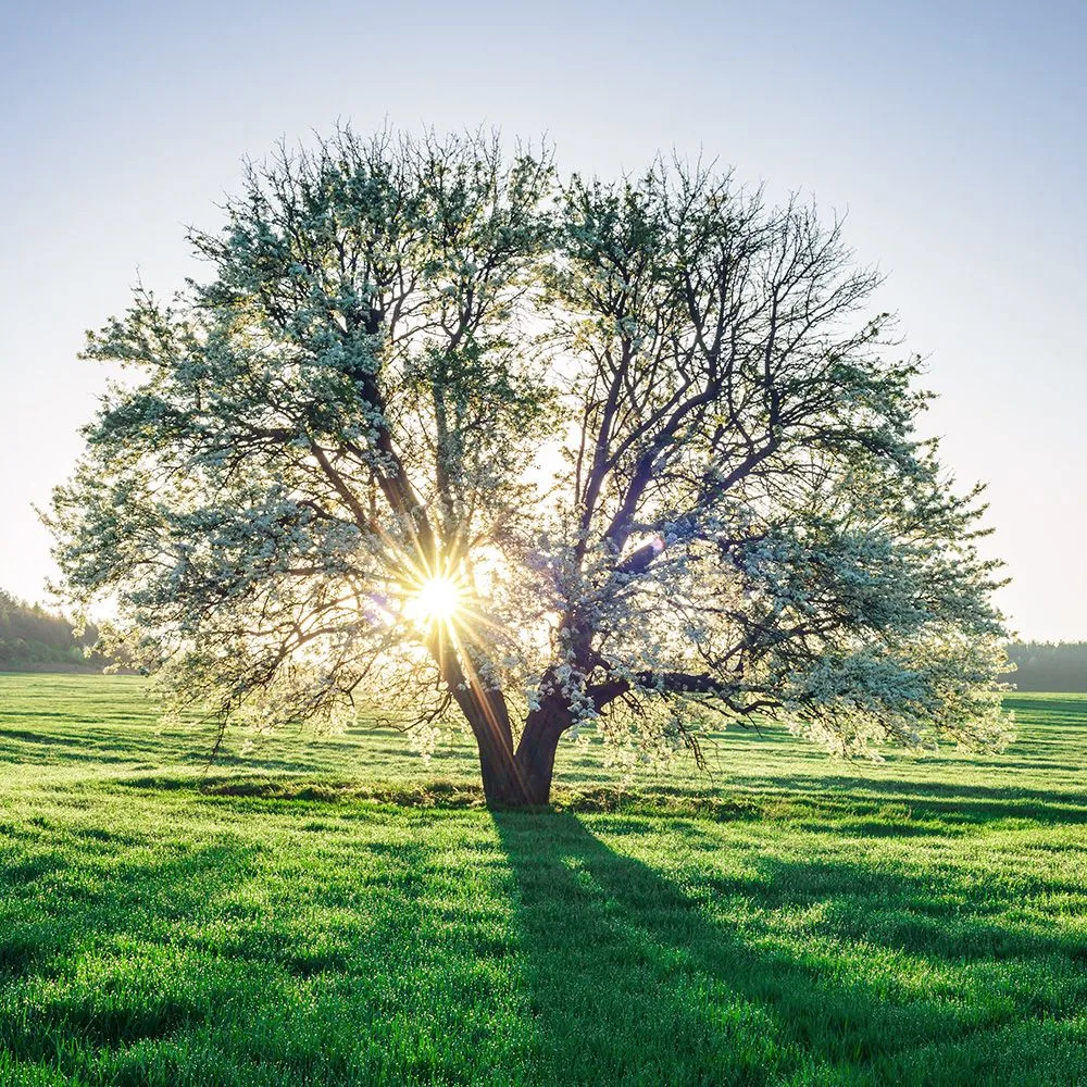 Trees for Carbon Managements