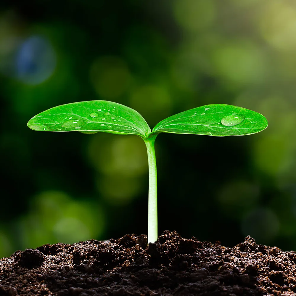 Soil Health