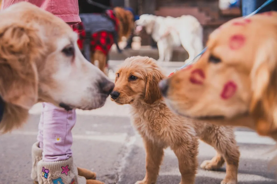 Two golden retrievers looking at each other, one has red lipstick kisses on its face, and a puppy golden retriever is between both during the Goldens in Golden 2026 event