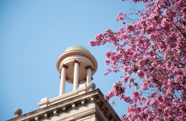 Low-angle view of Guggenheim Hall's gold dome framed by blooming pink crabapple blossoms against a clear blue sky.