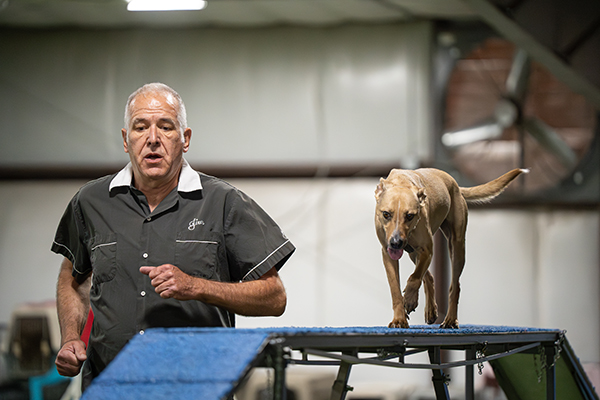 man running with dog in an agility course