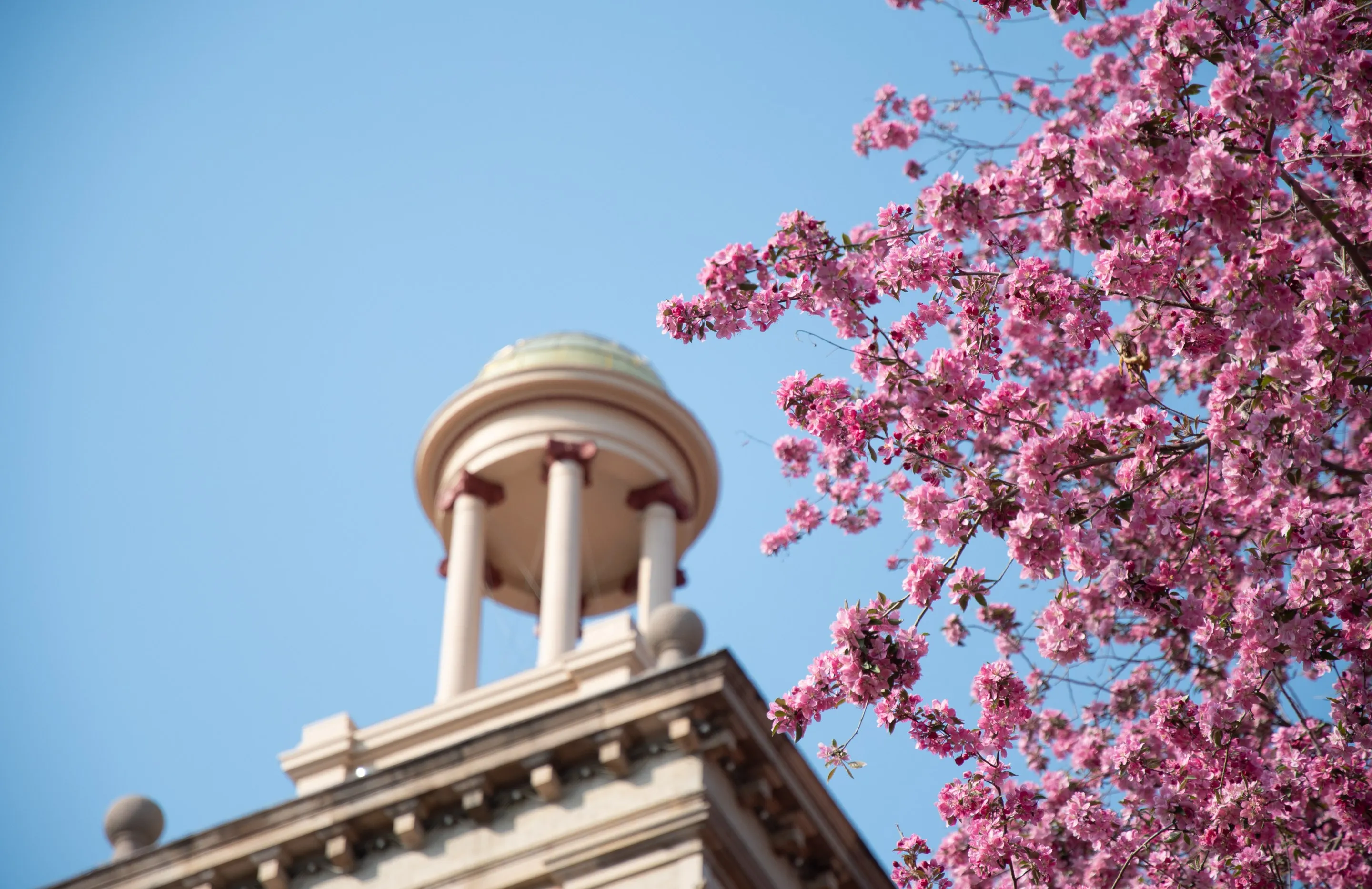 Low-angle view of Guggenheim Hall's gold dome framed by blooming pink crabapple blossoms against a clear blue sky.