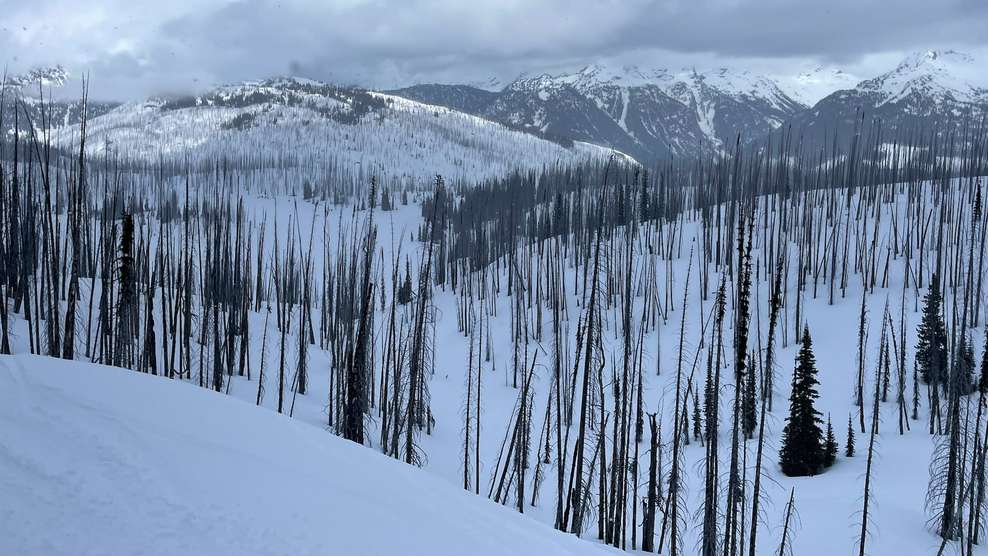 Burned forest in the snow