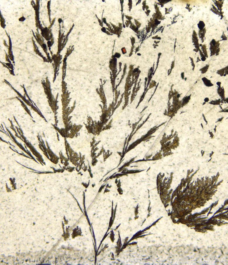 Ore mineral dendrite