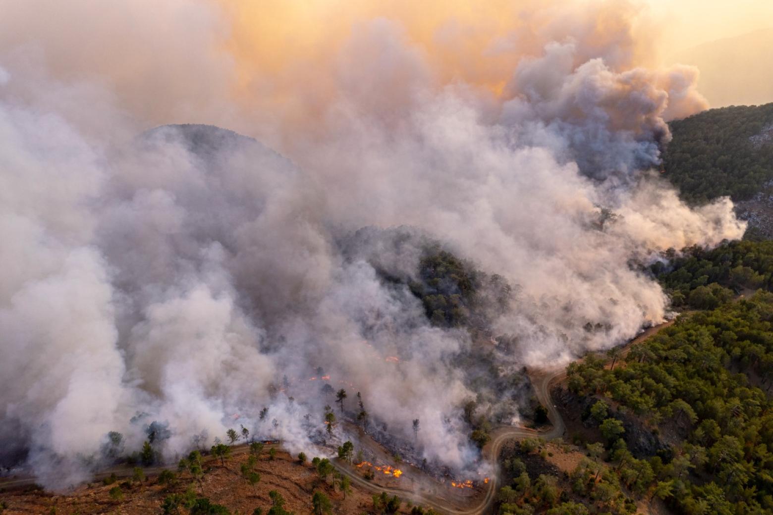 Wildfire burning on the side of a hill with trees and a smokey sky