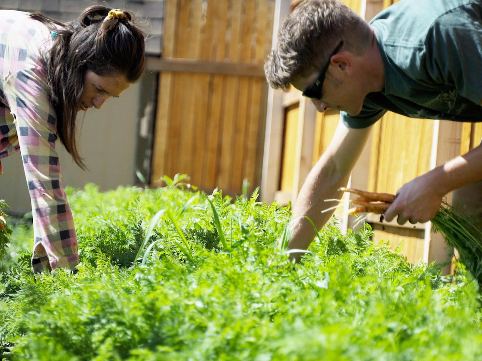 Jamie and Doug Wickler pick vegetables on their farm