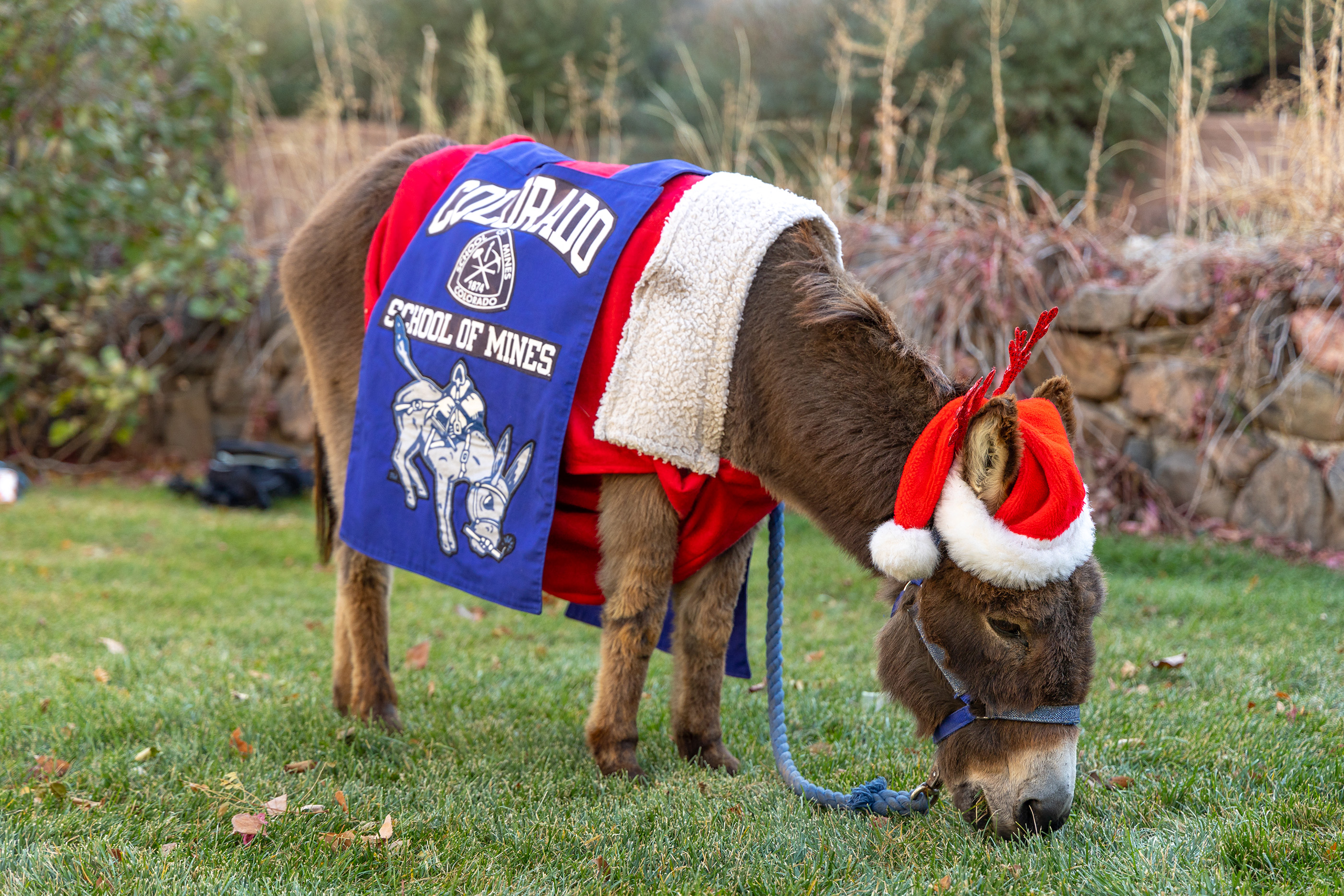 Burro grazing while wearing a Santa outfit