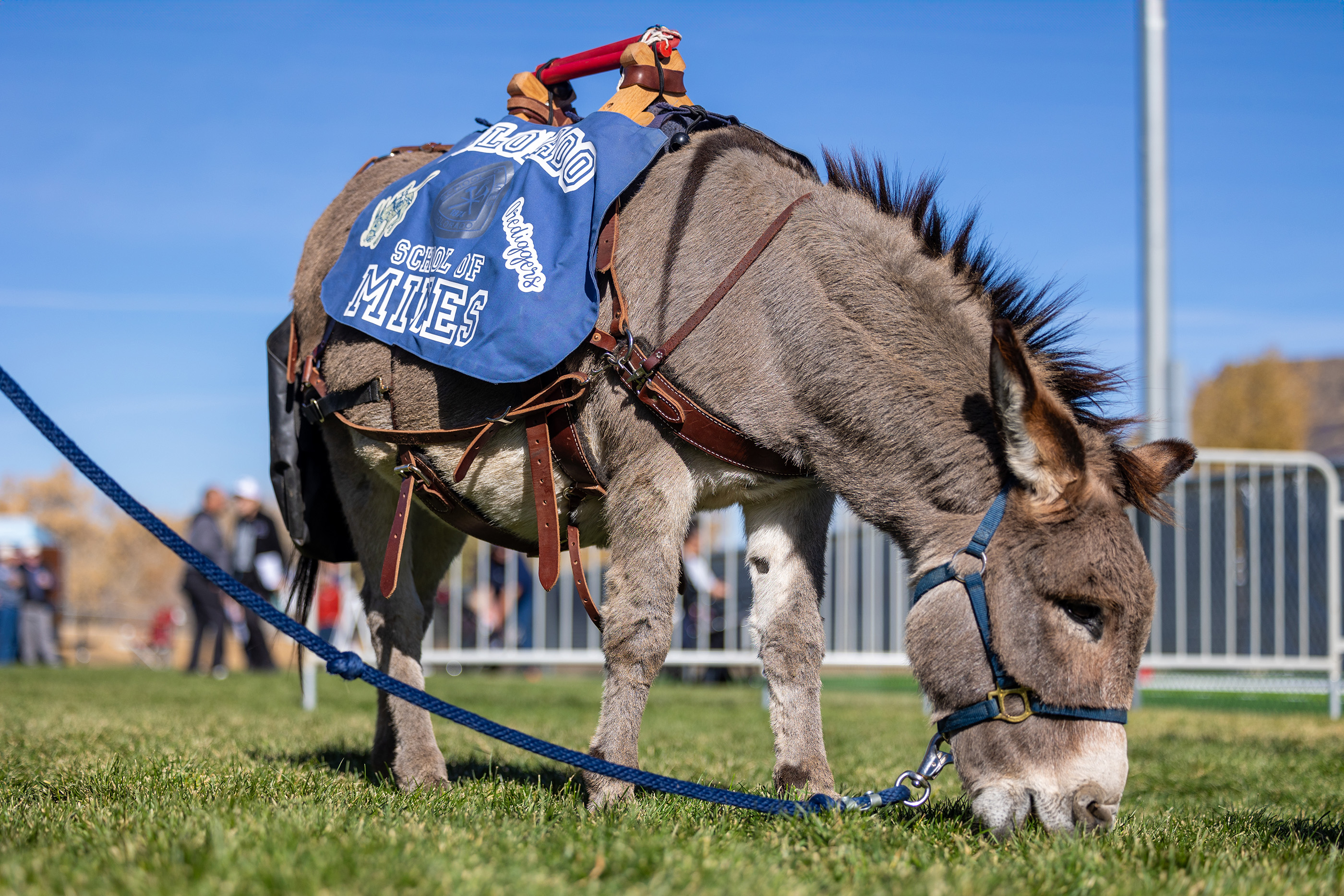 Burro grazing while wearing a harness and a Mines branded pack